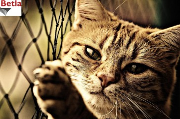 Siatki Bieruń - Siatka ochronna na balkon, dla kota dla terenów Bierunia